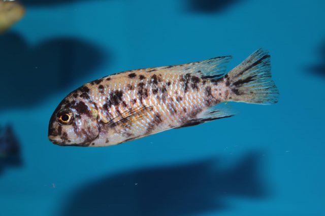 Tropheops gracilior Cove Mountain (OB samice)
