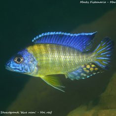Aulonocara stuartgranti