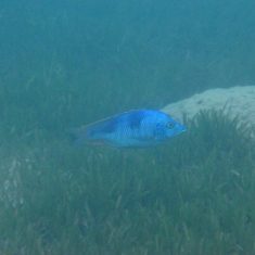 Hemitilapia oxyrhynchus
