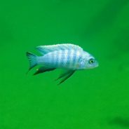 Cynotilapia axelrodi