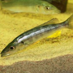 Rhamphochromis longiceps