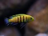 Cynotilapia sp. 'lion' Sanga (samec)