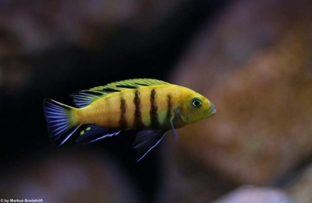 Cynotilapia sp. 'lion' Sanga (samec)
