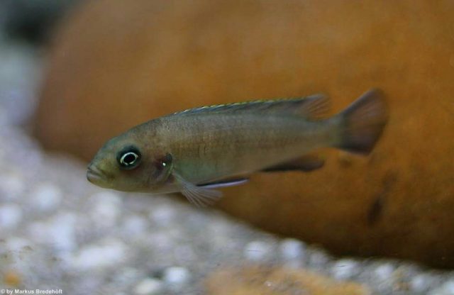 Cynotilapia sp. 'lion' Sanga (samice)