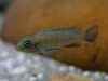 Cynotilapia sp. 'lion' Sanga (samice)