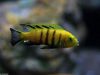 Cynotilapia sp. ‚lion‘
