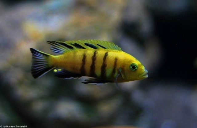 Cynotilapia sp. &#8218;lion&#8216;