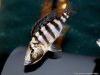 Placidochromis johnstoni (samice)