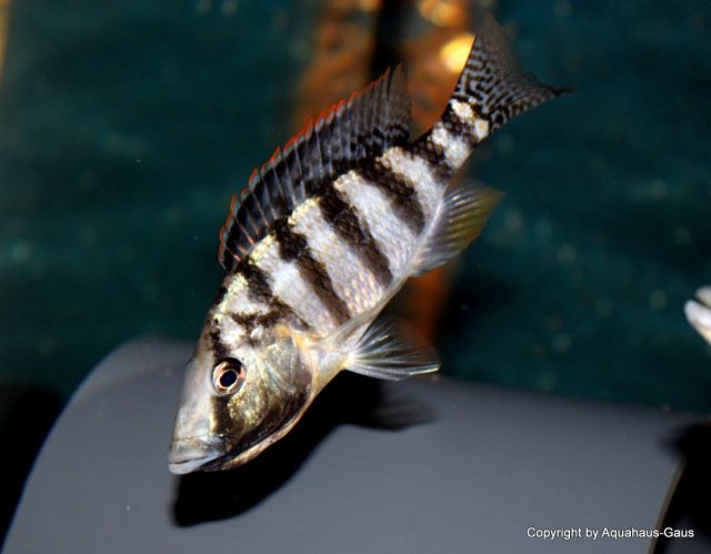 Placidochromis johnstoni (samice)