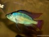 Placidochromis johnstoni