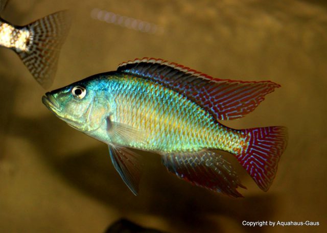 Placidochromis johnstoni