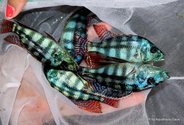 Placidochromis johnstoni (samec)