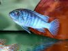 Labidochromis joanjohnsonae Likoma Island (samec)