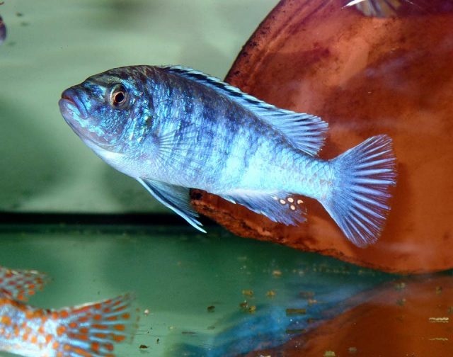 Labidochromis joanjohnsonae Likoma Island (samec)