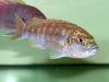 Labidochromis joanjohnsonae Likoma Island (samice)