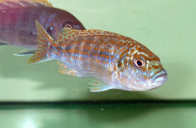 Labidochromis joanjohnsonae Likoma Island (samice)