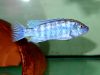 Labidochromis joanjohnsonae Likoma Island (samec)
