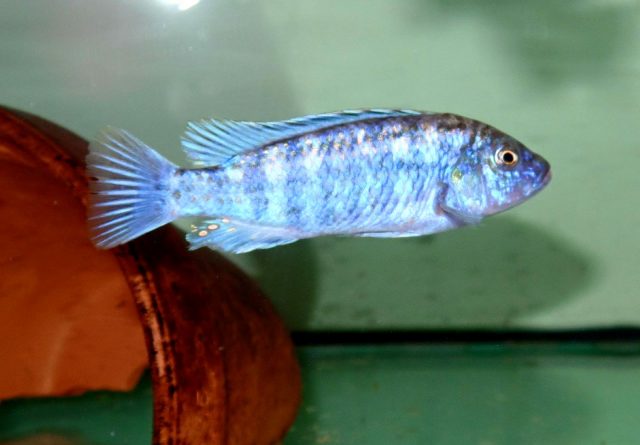 Labidochromis joanjohnsonae Likoma Island (samec)