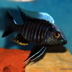 Aulonocara kandeense