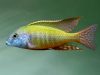 Lethrinops albus Kande Island (samec)