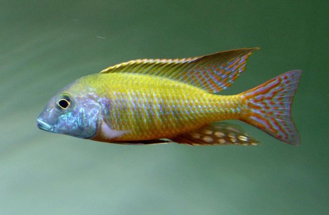 Lethrinops albus Kande Island (samec)
