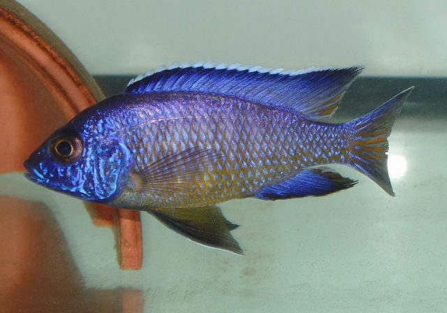 Aulonocara koningsi Mbenji Island (samec)