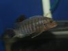 Labidochromis mbenjii Mbenji Island (samec)