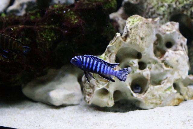 Chindongo sp. ,elongatus ornatus' (samec)