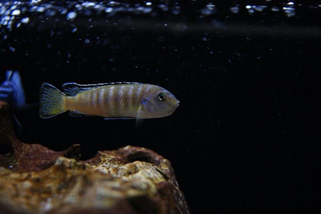 Chindongo sp. ,elongatus ornatus' (samice)