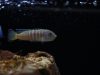 Chindongo sp. ,elongatus ornatus' (samice)