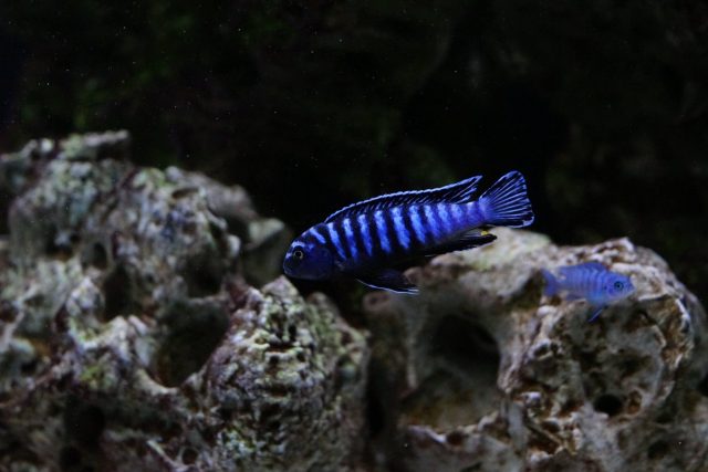 Chindongo sp. ,elongatus ornatus' (samec)