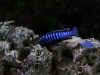 Chindongo sp. ,elongatus ornatus' (samec)