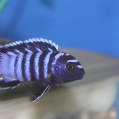 Chindongo minutus