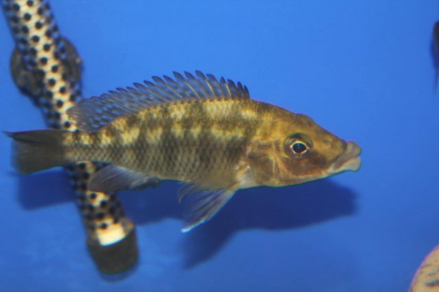 Protomelas sp. 'mbenji thick-lip' (samice)