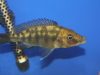 Protomelas sp. 'mbenji thick-lip' (samice)