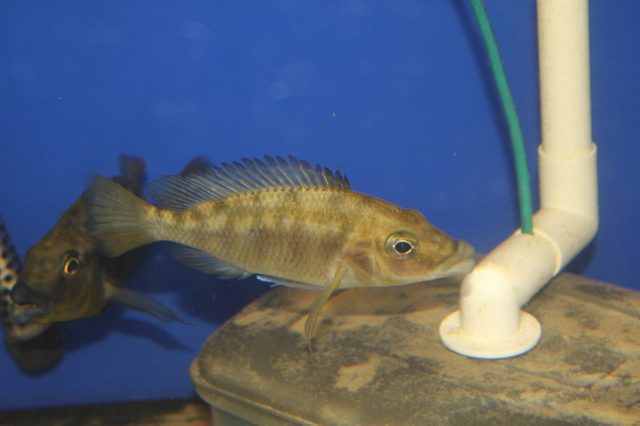 Protomelas sp. 'mbenji thick-lip' (samice)