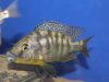 Protomelas sp. 'mbenji thick-lip' (samec) 