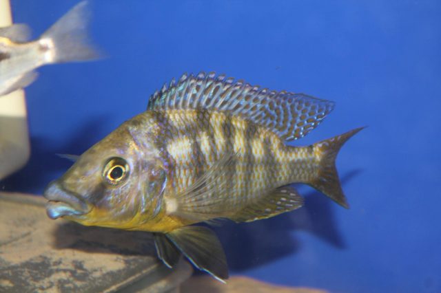 Protomelas sp. 'mbenji thick-lip' (samec) 