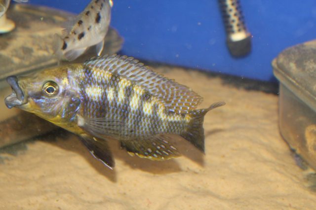 Protomelas sp. 'mbenji thick-lip' (samec)