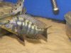 Protomelas sp. 'mbenji thick-lip' (samec)