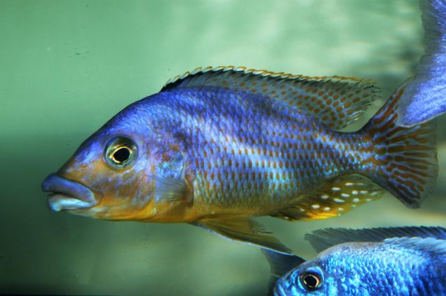 Protomelas sp. 'mbenji thick-lip' (samec)