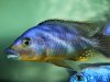 Protomelas sp. 'mbenji thick-lip' (samec)