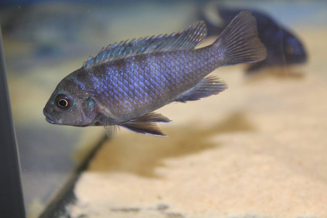 Cynotilapia zebroides (samice)