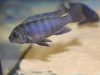 Cynotilapia zebroides (samice)