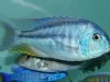 Chilotilapia rhoadesii (samec)