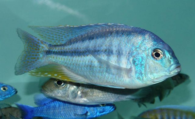 Chilotilapia rhoadesii (samec)