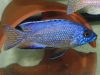 Aulonocara koningsi