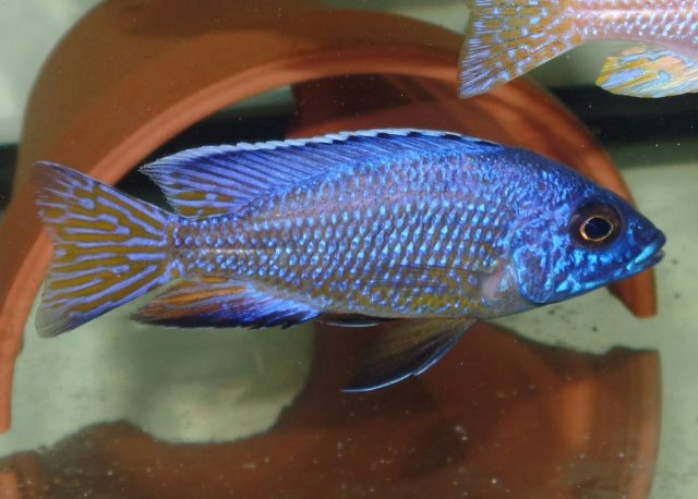 Aulonocara koningsi