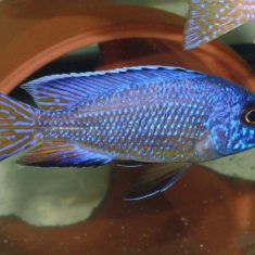 Aulonocara koningsi