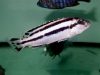 Melanochromis loriae (samice)